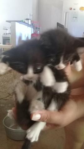 Doação de lindos gatinhos mestiços - Foto 6