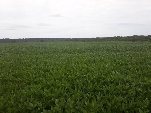 Fazenda 1.020 Hectares Plantando Lavoura - MT - Foto 4