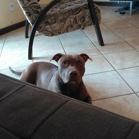 Pitbull disponível para cruzar