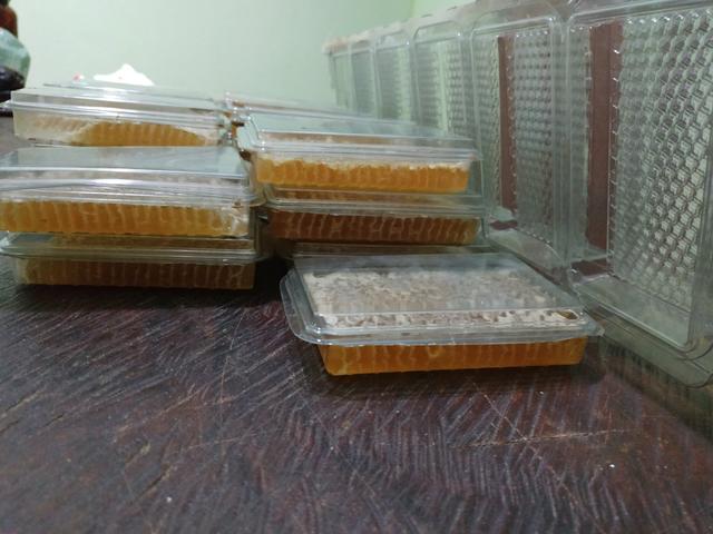 Favos de mel ,feito pelas abelhas direto na bandeja!! florada silvestre - Foto 5