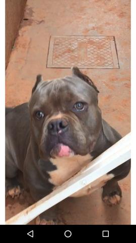 American Bully sangues Importados - Foto 3