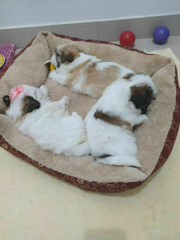 Lindos filhotes de mini Shih Tzu c acompanhamento veterinário grátis puros - Foto 4