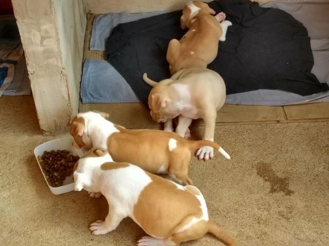 Vende-se Filhotes de Pitbull - Foto 2