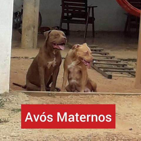 Vende-se Filhotes de Pitbull - Foto 3