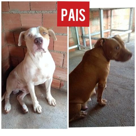 Vende-se Filhotes de Pitbull - Foto 4