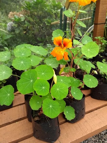 MUDAS DE CAPUCHINHAS E PANCS - Foto 2