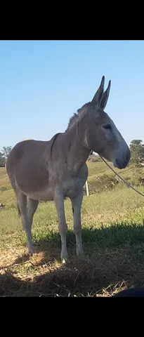 Jogo Burro  MercadoLivre 📦