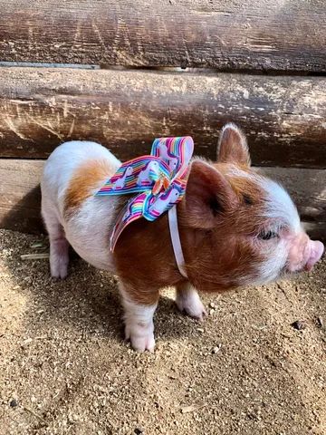 Mini pig | +29 anúncios na OLX Brasil