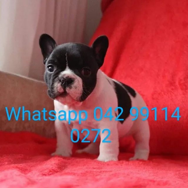 Bulldog francês machos e fêmeas pronta entrega envio pra todo Brasil  - Foto 2