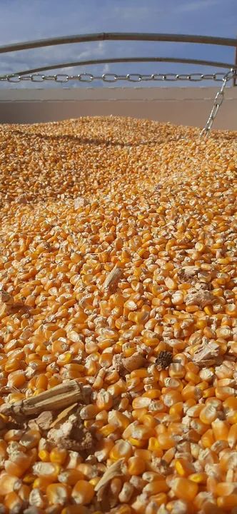 Milho em grãos para venda - Foto 2