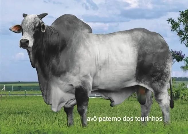 TOURINHOS NELORE PARA REPRODUTOR  - Foto 4