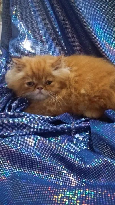 Gatinho persa  - Foto 4