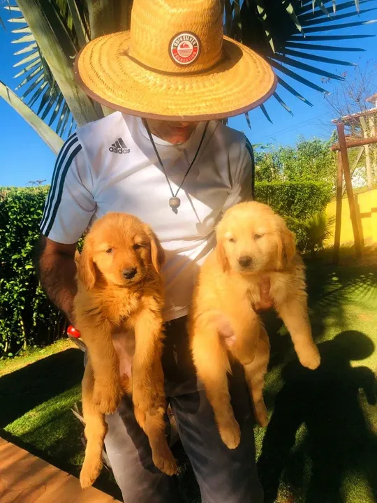 Golden Retriver