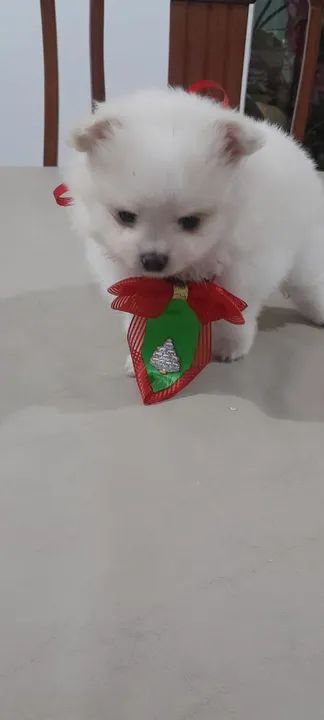 Filhote de Spitz Alemão - Foto 2