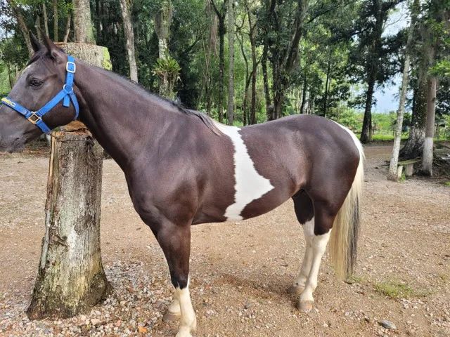 Cavalo QM Tobiano Negro - Foto 4