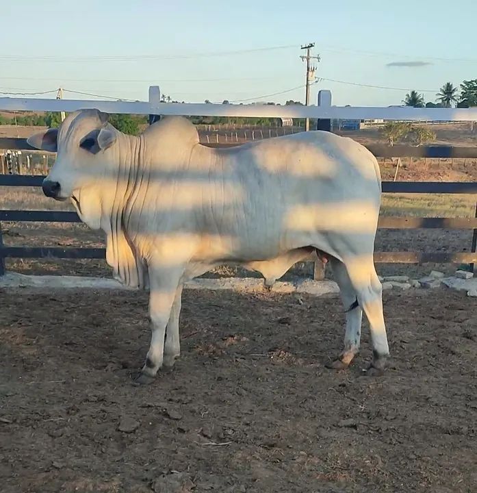 TOURINHOS NELORE PARA REPRODUTOR  - Foto 2