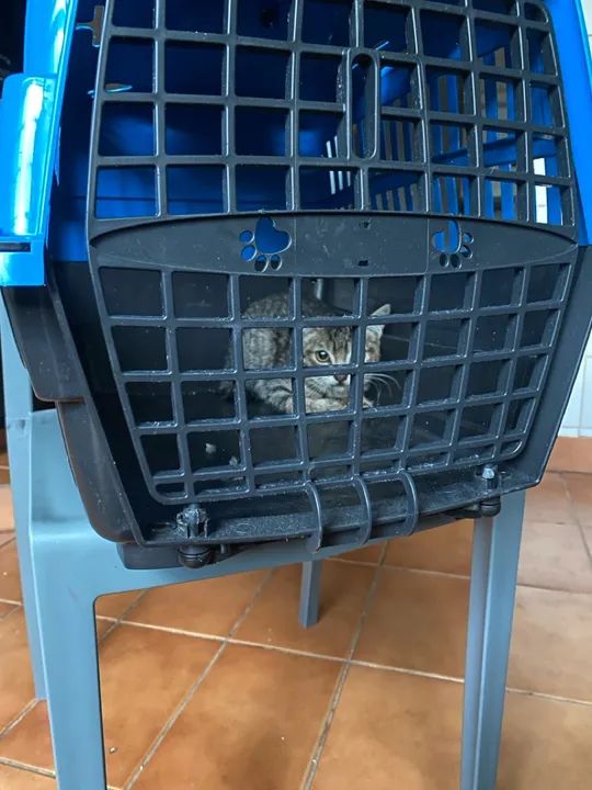 Gatinho filhote disponível para adoção