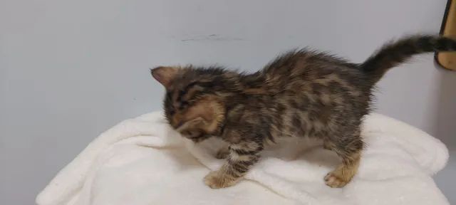 Bengal