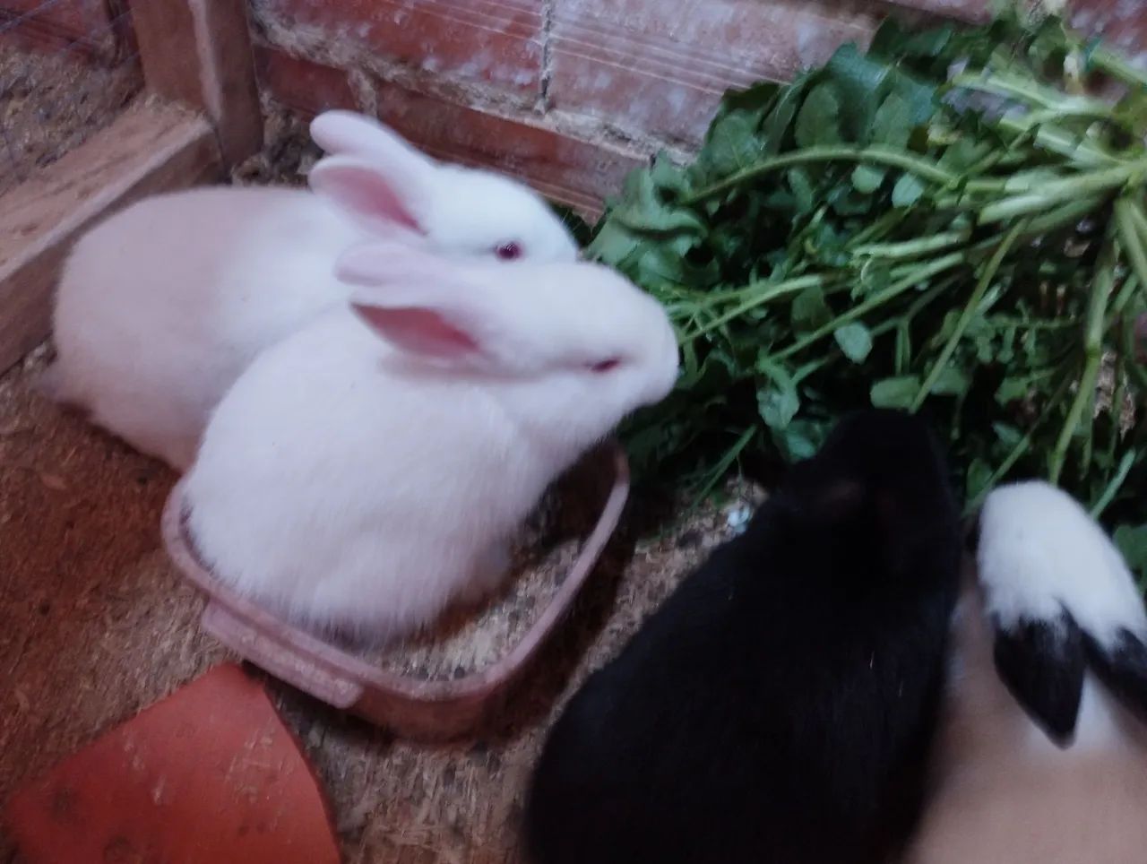 Filhotes Coelho Borboleta - Foto 3