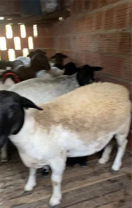 ovelha Dorper - Foto 2