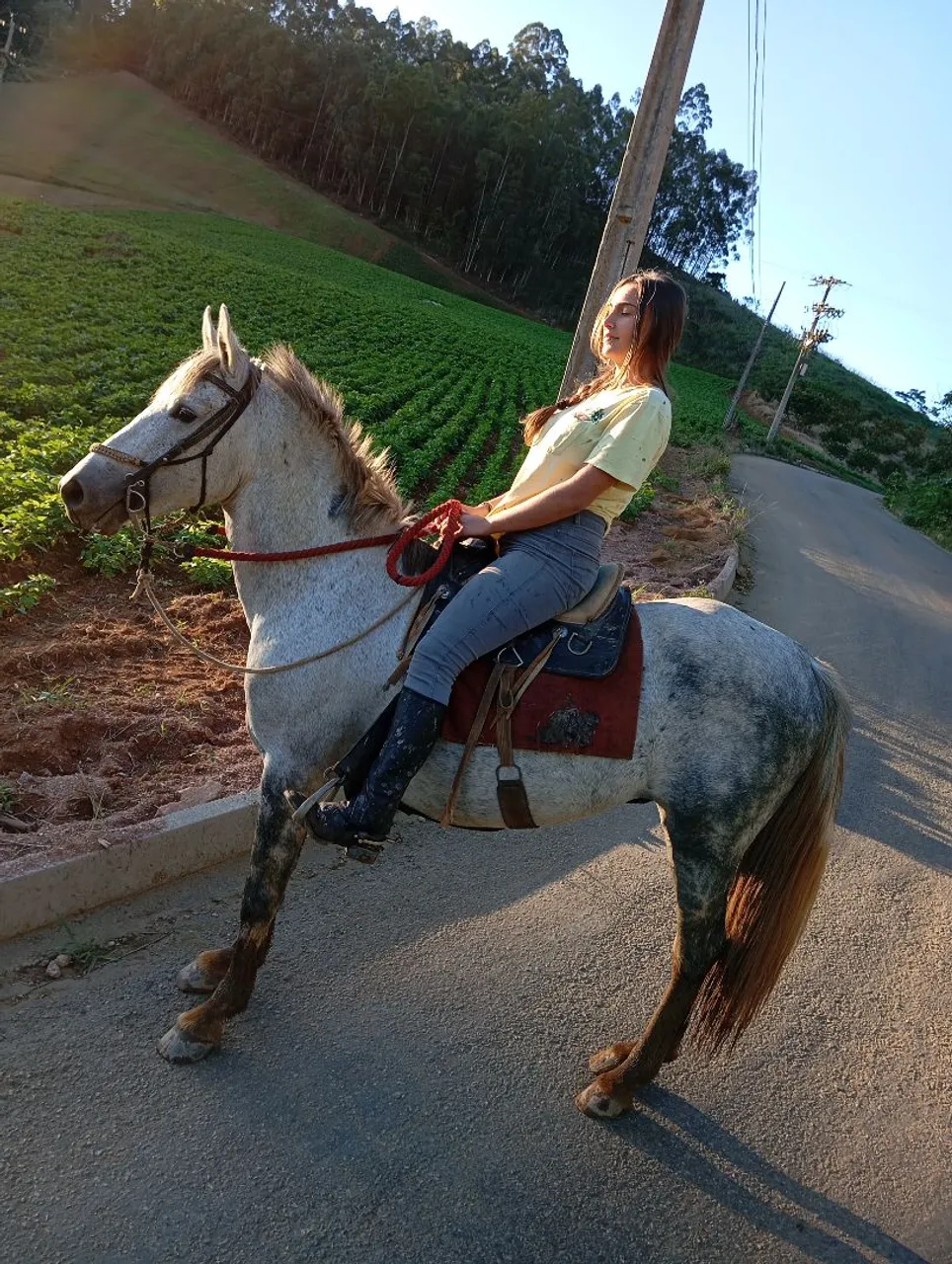 Cavalo cinza com amazona