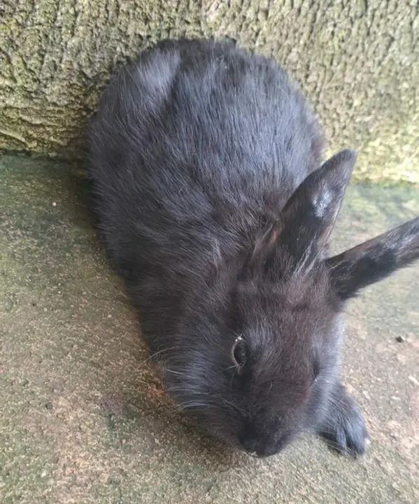 Coelho caseiro - Foto 3