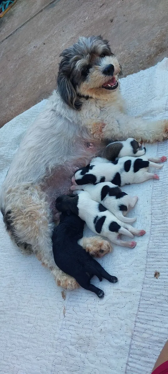 Filhotes de poodle