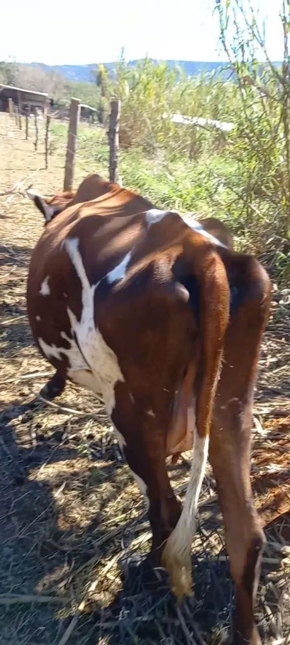 Vaca com bezerra no pé 