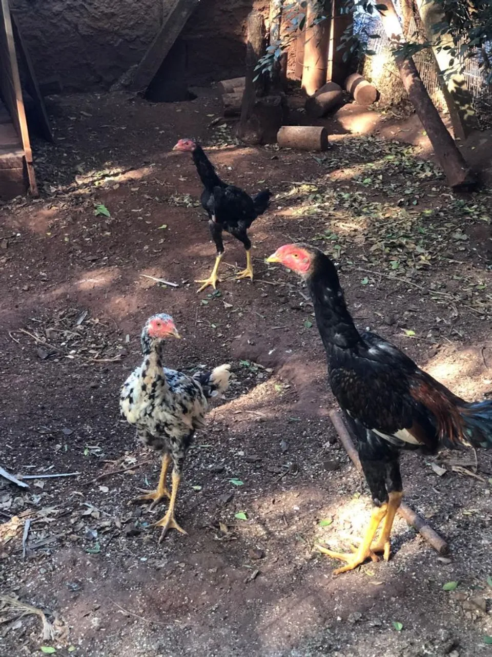 Vendo 3 frangos 40 cada