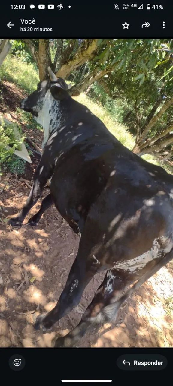 Vaca novilha manchinha 