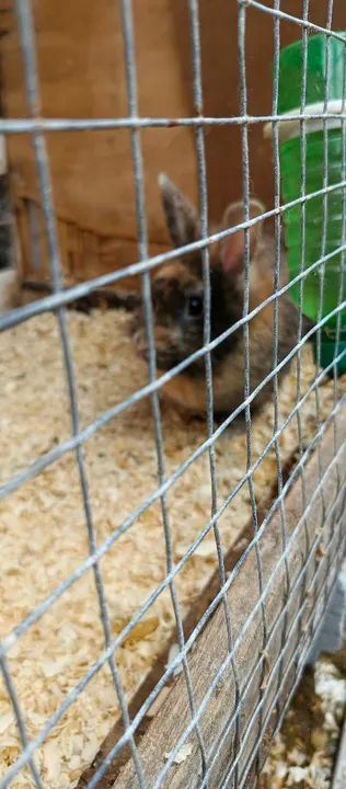 Vendo mini coelha Lion 