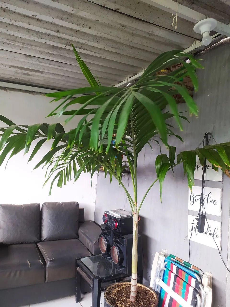 Palmeira Areca - Planta de Interior