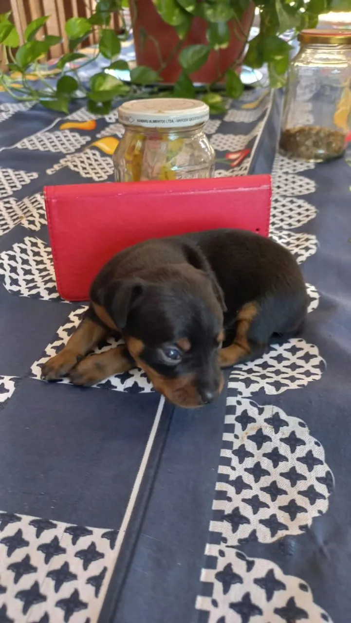 Pinscher Fêmea