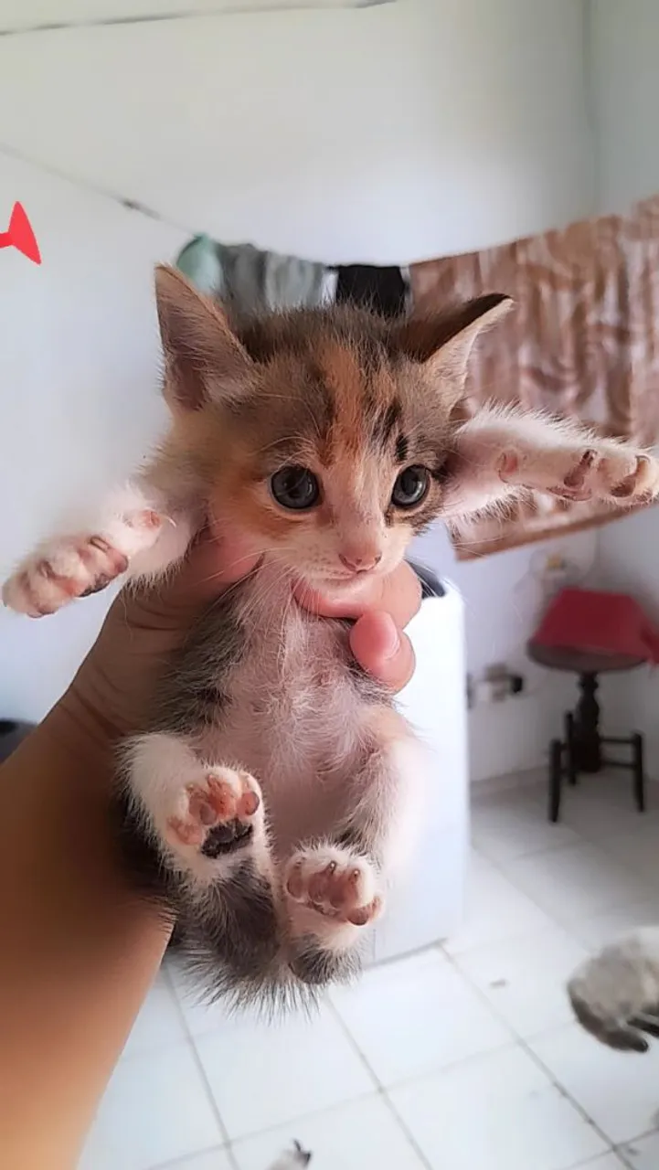 Gatinhos filhotes para adoção.