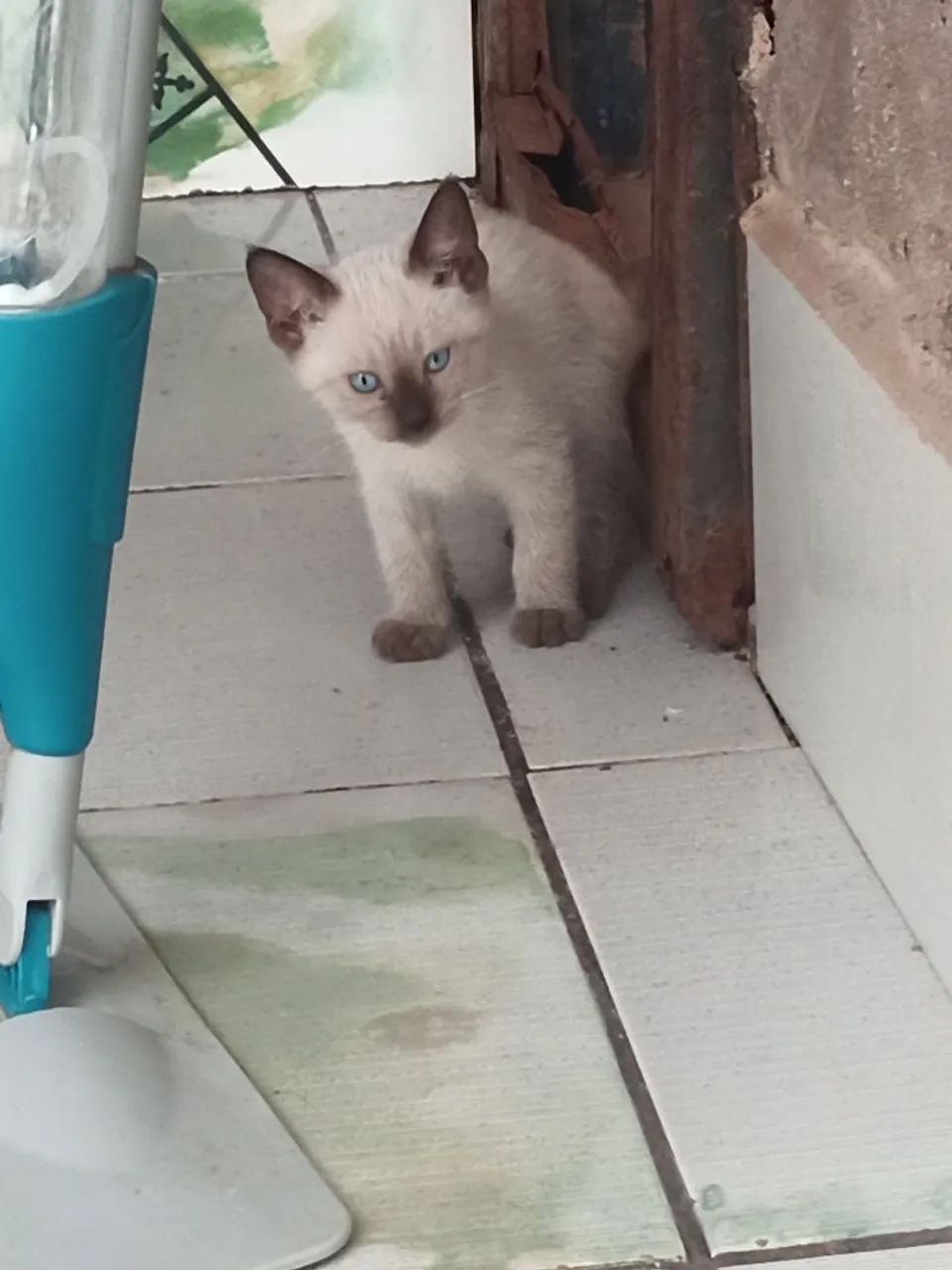 Gatinhos fofos ? para adoção