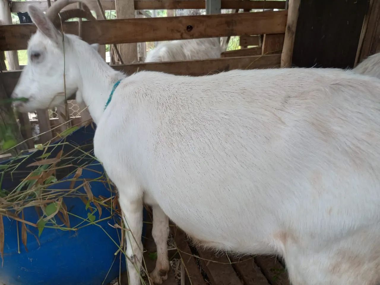 Cabras, sendo uma prenha. (Venda ou troca) - Foto 2
