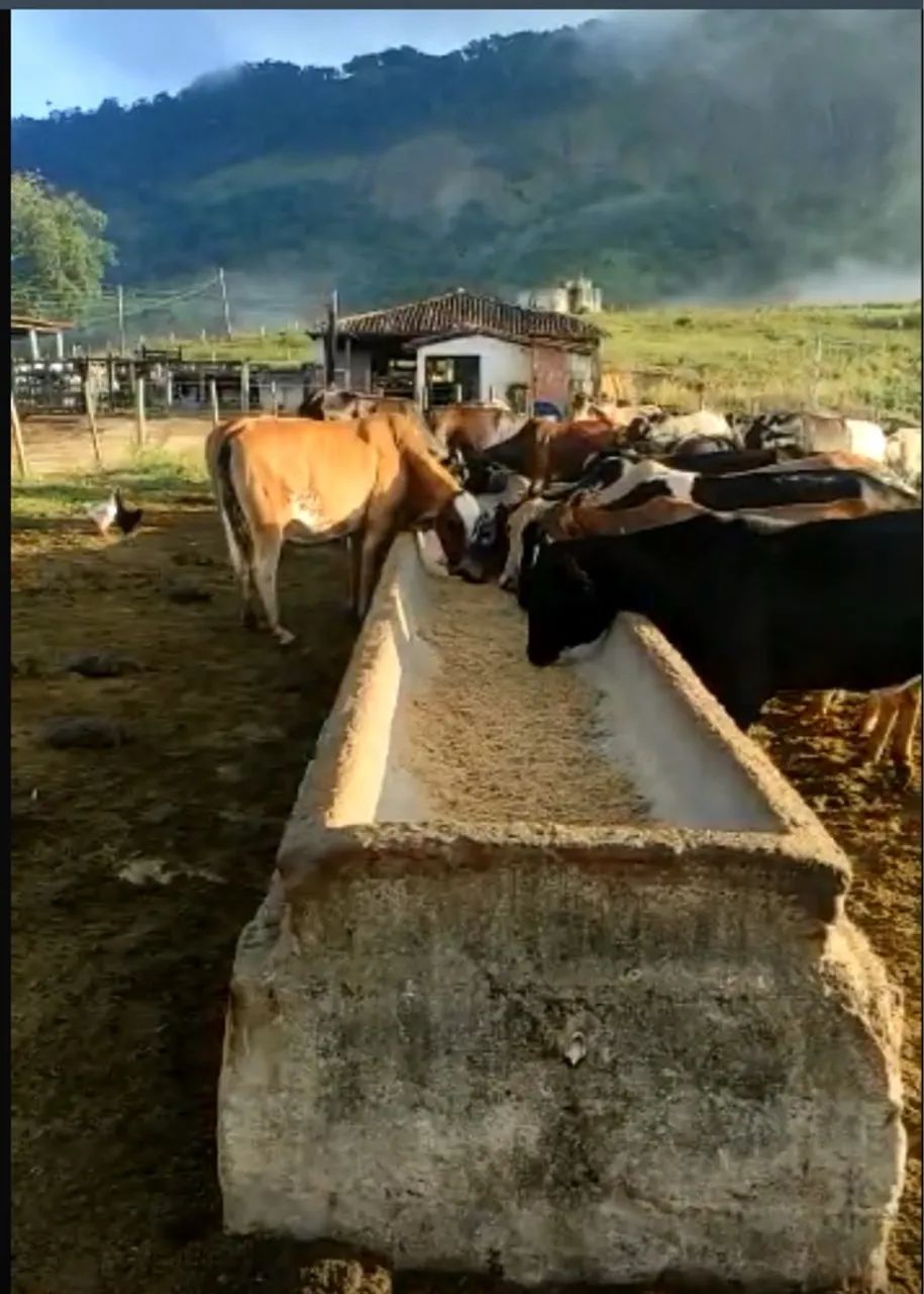 Cevada Ração - Foto 4