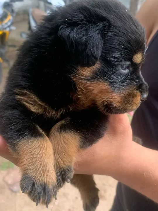 Filhotes de Rottweiler  - Foto 2