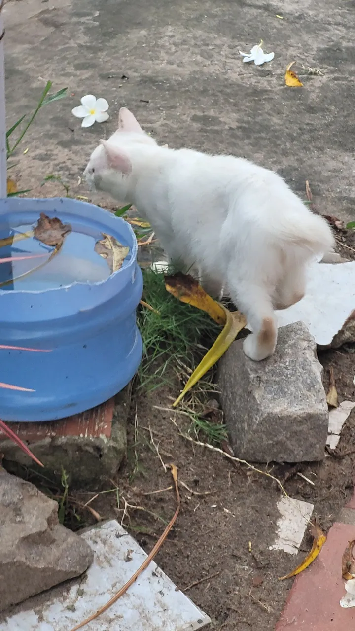 Gatinho branco para adoção
