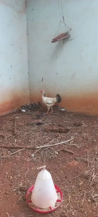 Angolinhas com 10 dias - Foto 2