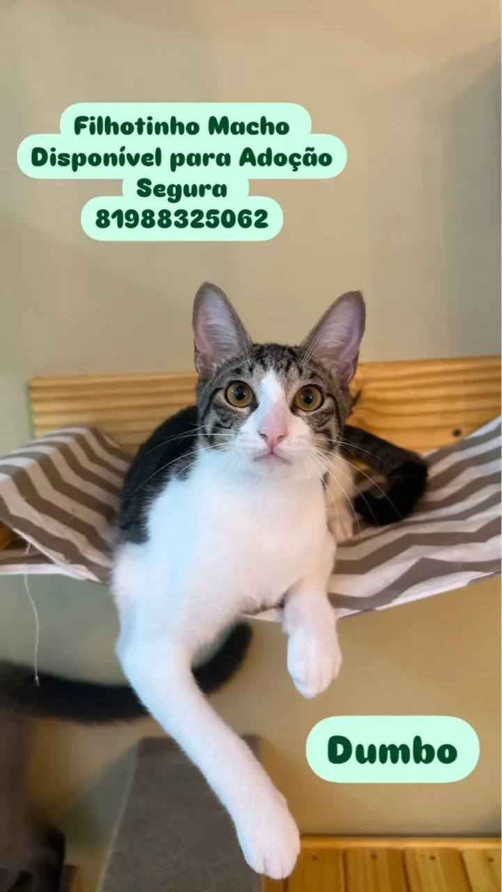 Gatinho Dumbo para Adoção - Disponível!