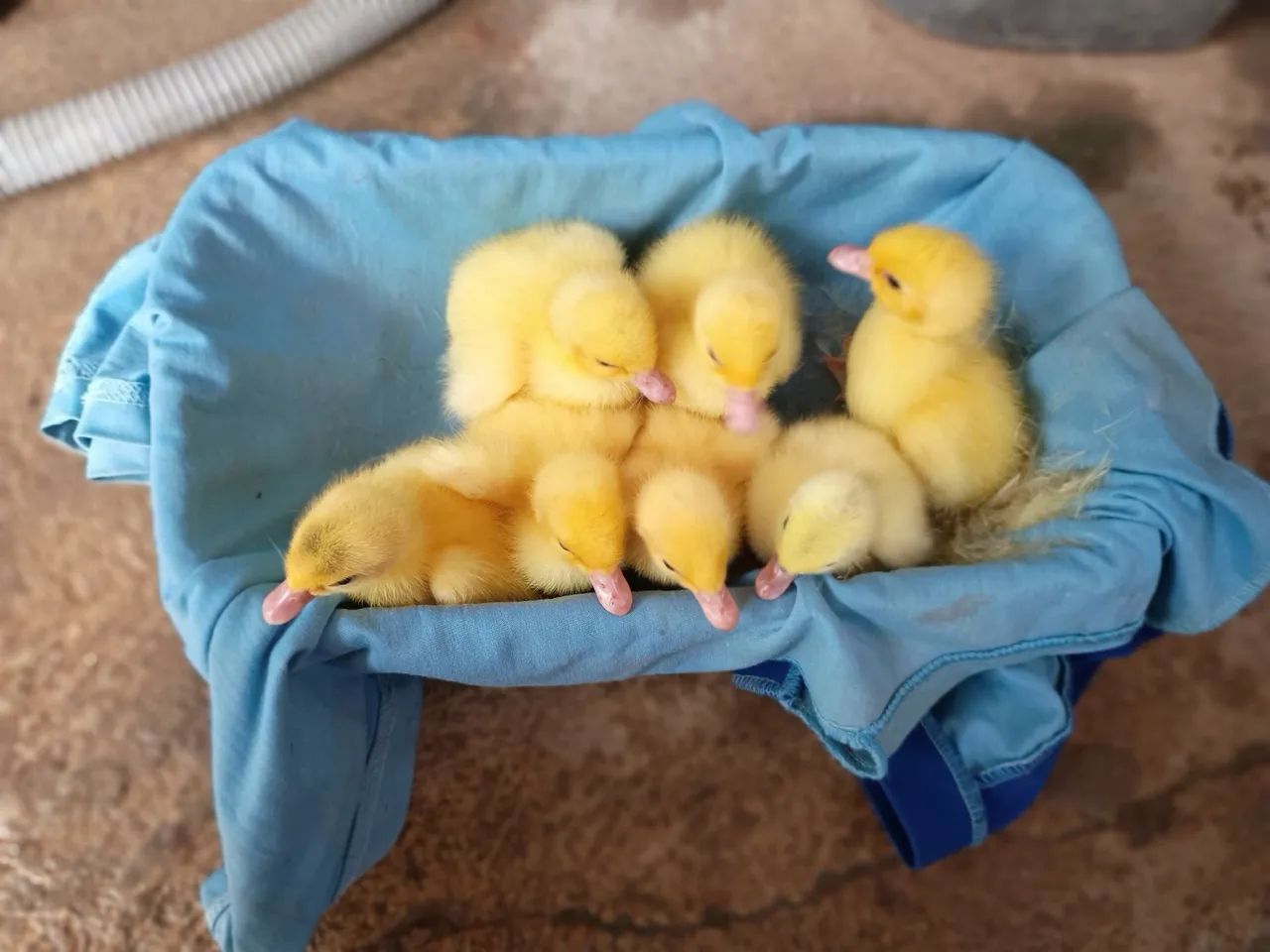 10 Patinhos  - Foto 5