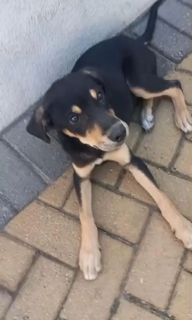 Filhote de cachorro abandonado para adoção