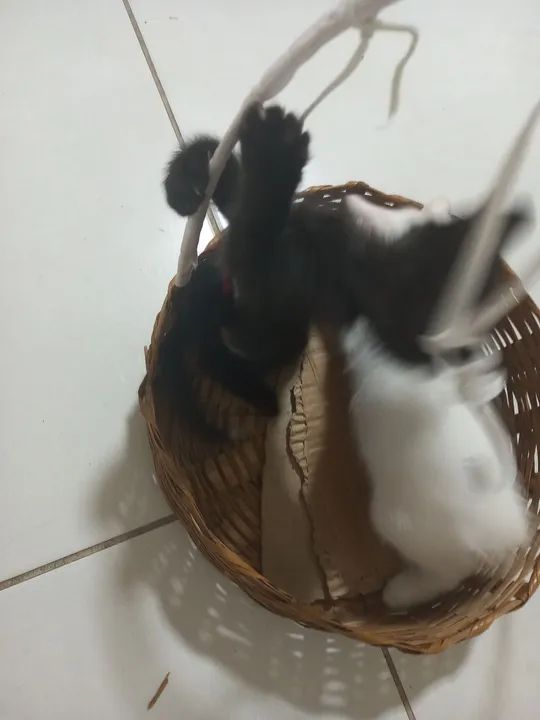 Dois gatinhos fofinhos para adoção - Foto 5