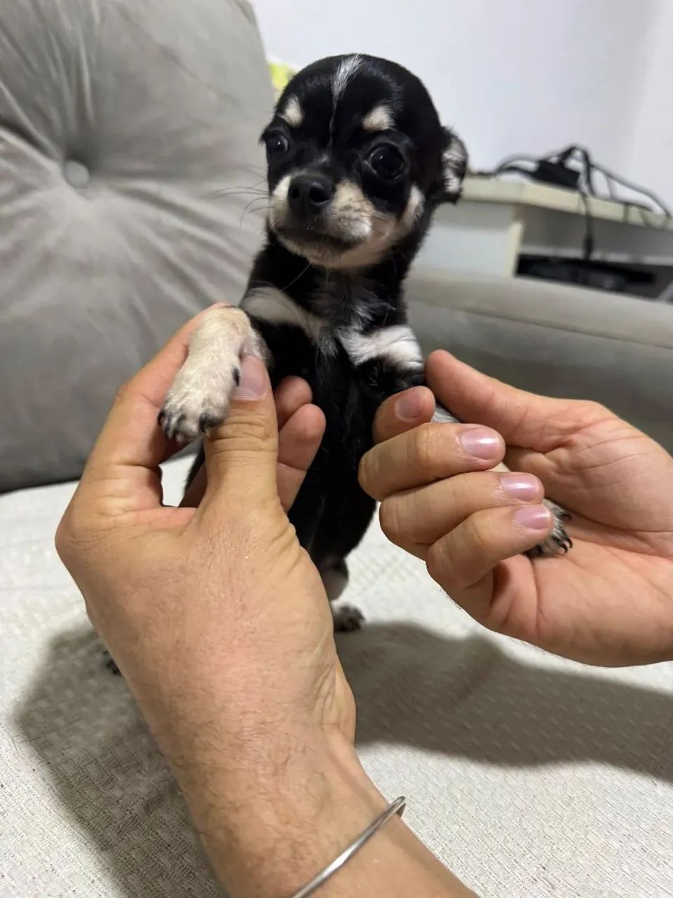 In India Full Breed Chihuahua Price In India Chiwawa Puppy Price