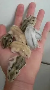 Hamster anão russo - filhotes