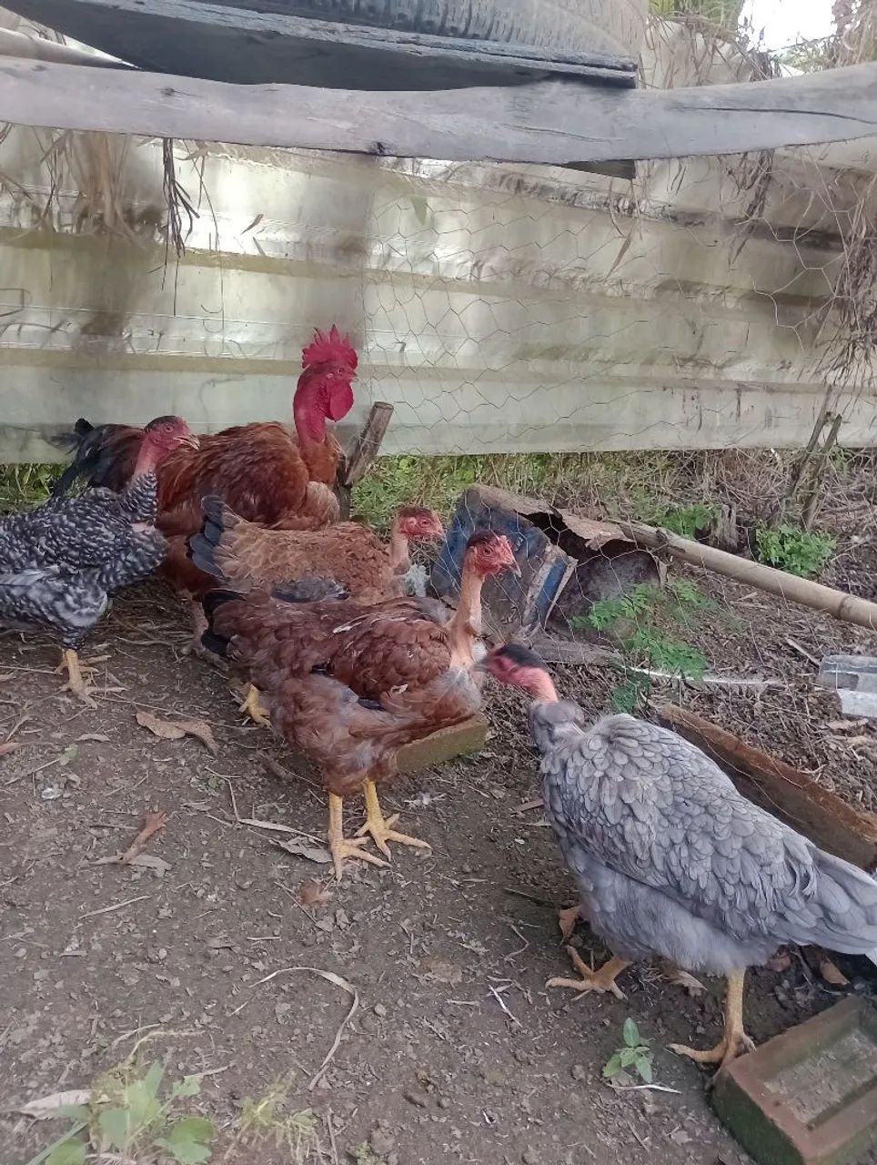 Aves de engorda e postura  - Foto 5