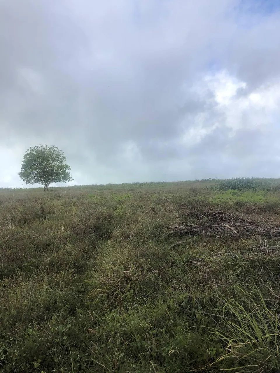 Área incrível nas proximidades da Praia da Pipa 9 hectares - Foto 4