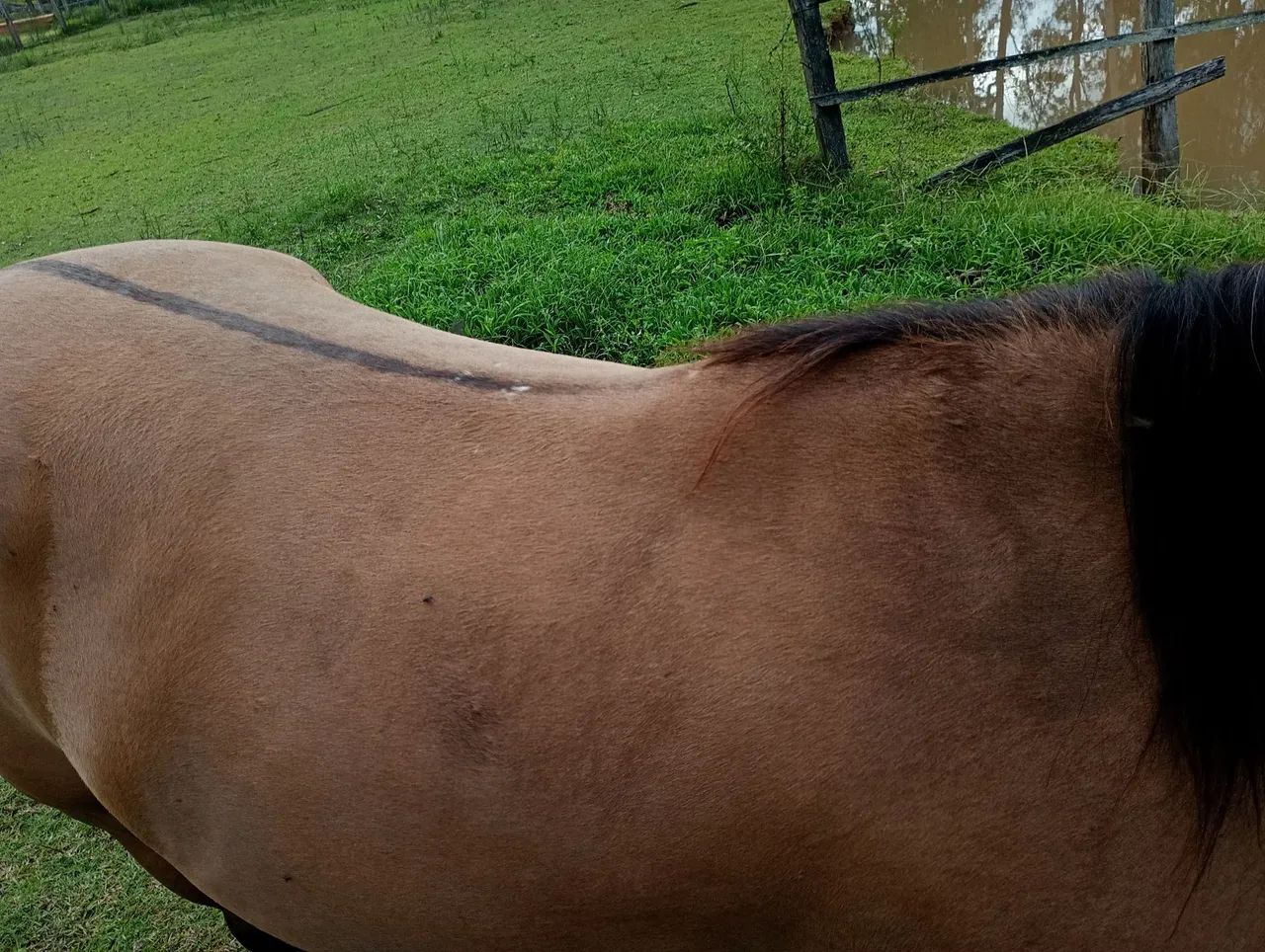 Vendo 3.000 os 2 pra levar hoje - Foto 3