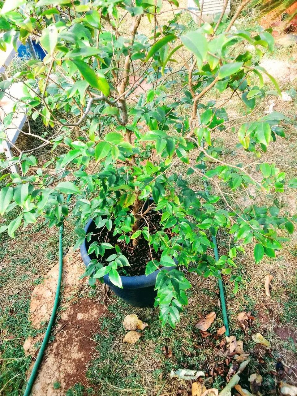 Muda de Jabuticaba  - Foto 2